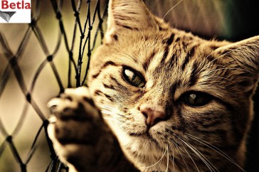 Siatki Węgorzewo - Siatka ochronna na balkon, dla kota dla terenów Węgorzewa